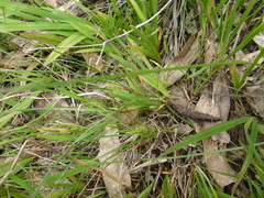 Carex breviculmis