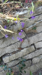 Delphinium consolida