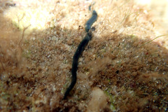 Phyllodocidae