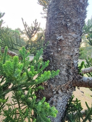 Araucaria cunninghamii