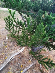 Araucaria cunninghamii
