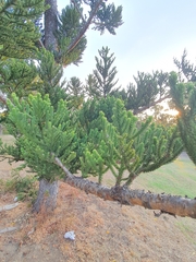 Araucaria cunninghamii