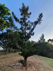Araucaria cunninghamii