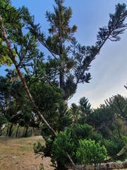 Araucaria cunninghamii