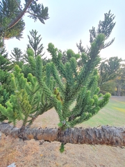 Araucaria cunninghamii
