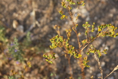 Deinandra fasciculata