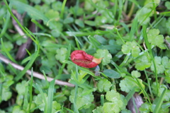 Leratiomyces erythrocephalus