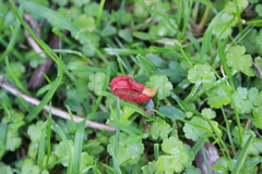 Leratiomyces erythrocephalus