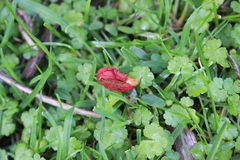 Leratiomyces erythrocephalus
