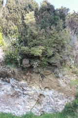 Coprosma rhamnoides