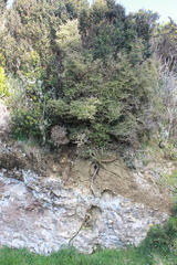 Coprosma rhamnoides