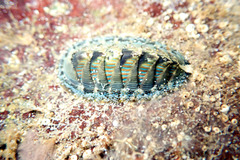 Rhyssoplax diaphora