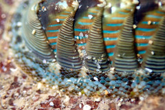Rhyssoplax diaphora