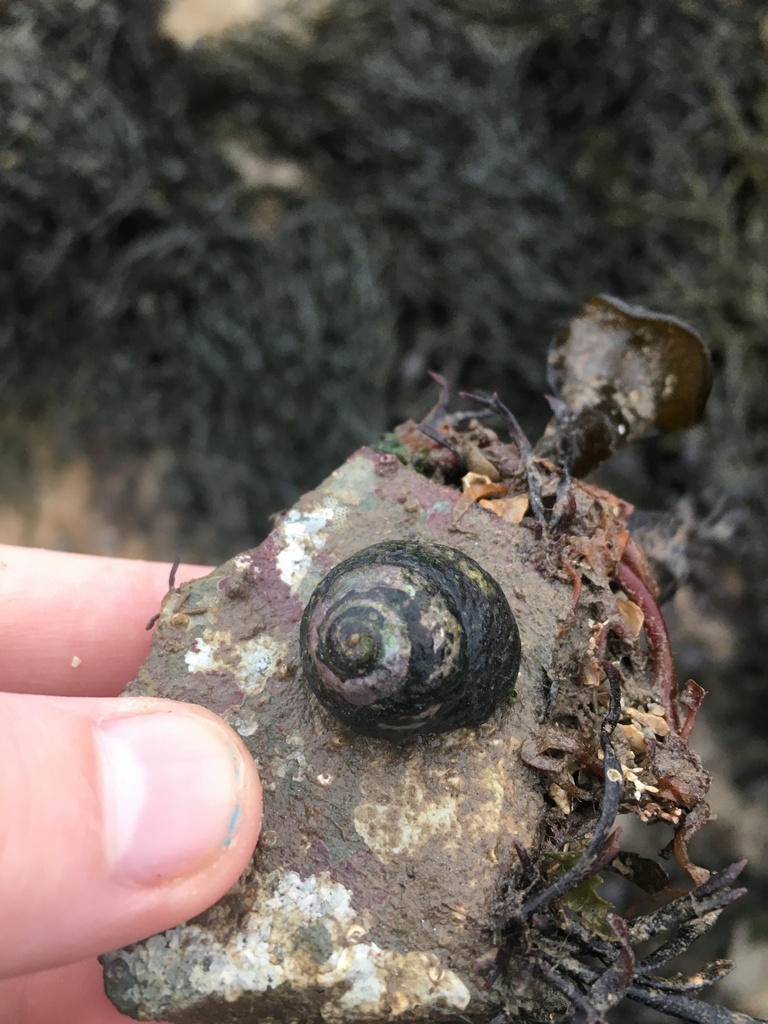 Lined Top Shell from Strangford Lough, Ards and North Down, Northern ...