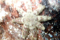 Allostichaster polyplax