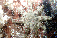 Allostichaster polyplax