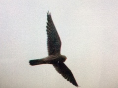 Falco tinnunculus tinnunculus