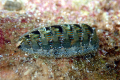 Rhyssoplax diaphora