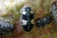 Ischnochiton smaragdinus