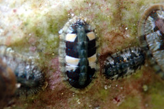 Ischnochiton smaragdinus