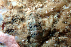 Rhyssoplax tricostalis