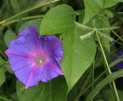 Ipomoea indica