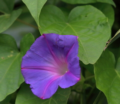 Ipomoea indica