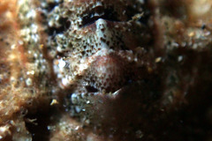 Rhyssoplax tricostalis
