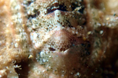 Rhyssoplax tricostalis