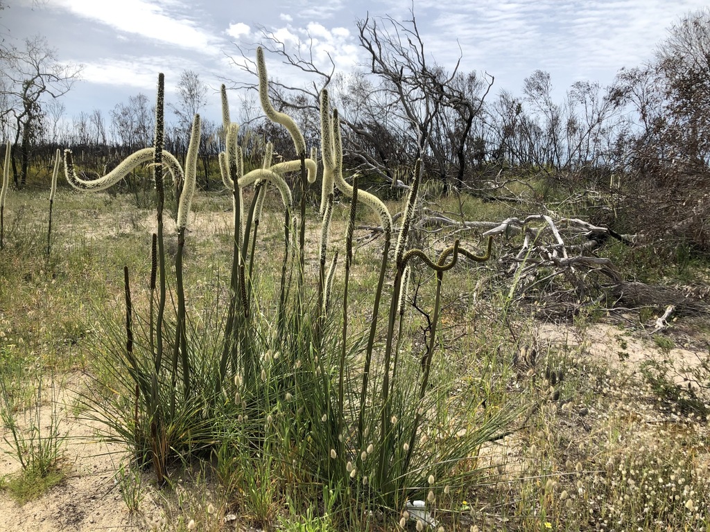 Xanthorrhoea caespitosa D.J.Bedford 2