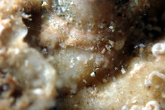 Rhyssoplax tricostalis