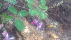 Lespedeza floribunda