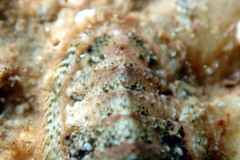 Rhyssoplax tricostalis