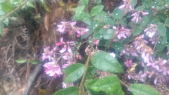 Lespedeza floribunda
