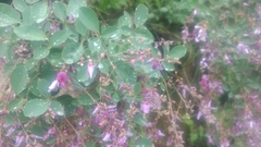 Lespedeza floribunda