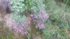 Lespedeza floribunda