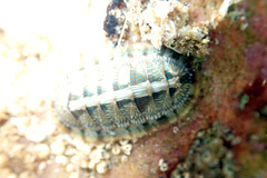 Ischnochiton smaragdinus