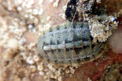 Ischnochiton smaragdinus