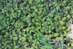 Leptinella squalida