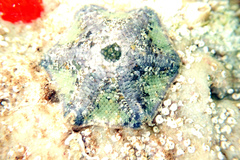 Meridiastra occidens