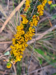 Pultenaea hispidula