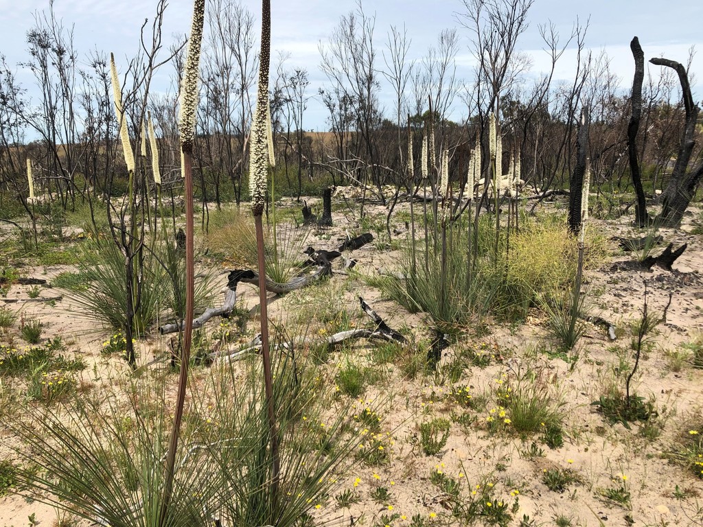 Xanthorrhoea caespitosa D.J.Bedford 3