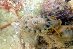 Amblychilepas nigrita