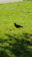Columba livia domestica