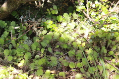 Leptinella squalida