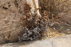 Cheilanthes arequipensis