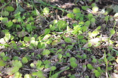 Leptinella squalida