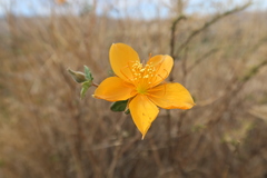 Mentzelia scabra chilensis