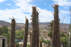 Weberbauerocereus weberbaueri