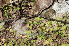 Leptinella squalida